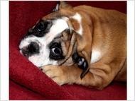 4 English Bulldog puppies looking for foster parents ..