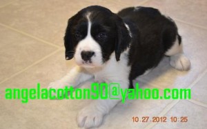 English Springer Spaniel Puppies For Sale