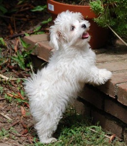 Maltese puppies for Adoption