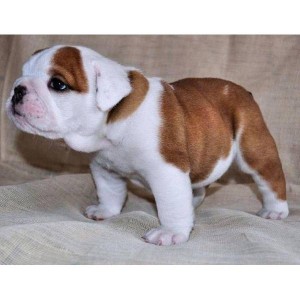 Ex-mas Adorable English BullDog Puppies That Are Sociable and Unique!