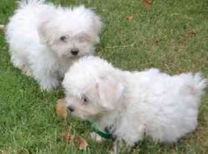 Hand Race Maltese Puppies weeks old male/female