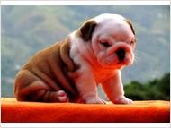 !!!SUPER TALENTED ENGLISH BULLDOG PUPPIES FOR ADOPTION TO A CARING WELCOMING HOME!!!