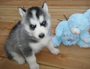 Adorable Siberian Husky Puppies For Sale this xmas