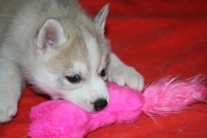 Healthy 11week old Siberian Husky puppies  now ready to go for a new house.