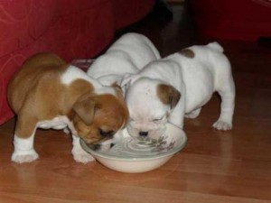TWO MALE AND A FEMALE ENGLISH BULLDOG AVAILABLE.