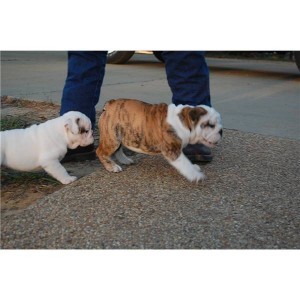 !!Potty Trained English Bulldog puppies for rehoming!!
