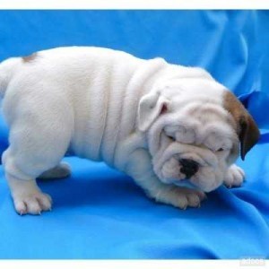 Great Quality English Bulldog Puppies. ... TEXT AT (301-747-7731)  For Details