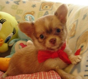 CHIHUAHUA PUPPIES AT AFFORDABLE PRICES