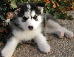 Two Siberian husky   Puppies Available  for adoption