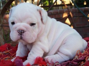 Pretty-Amazing English Bulldog puppies with blue eyes ready for Xmas