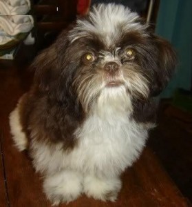 Adorable and lovely Shih Tzu Puppies for x-mass with lovely homes