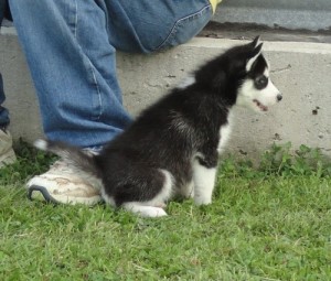 Already weaned Siberian Huskys