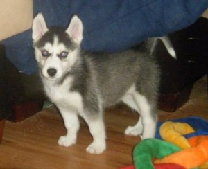 1 Girl brown black n white  Siberian Huskys