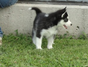 well socialized  Siberian Huskys