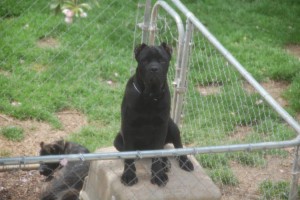 cane corso puppies available