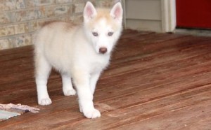 wonderful Light red  Siberian Huskys