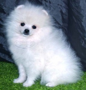 adorable pomeranian puppies for adoption