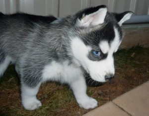 XMAS Free To Good Homes Ex-Mass AKC Registered Husky  Puppies Free To Good Homes