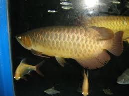 24k Golden Arowana,Super Red,Asian Red,Chili Red,RTG and many other's now Available text us at  954-459-4378