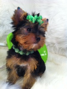 Micro Tiny Teacup size Yorkie Puppies Ready for adoption