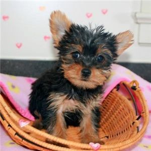 (Free)Adorable male and female Teacup Yorkie Puppies for adoption into good homes(707) 560-4464