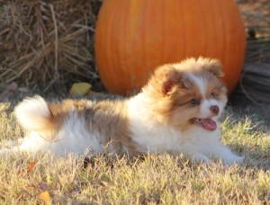 X-Max Tea Cup Pomeranian Puppies Available For Adoption