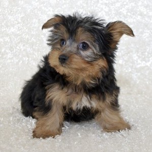 ***Gorgeous AKC tiny Yorkie Puppies For Adoption***