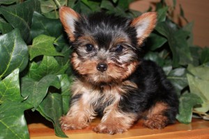 Two Charming Xmas Male And Female Yorkie Puppies For Free Adoption!!!