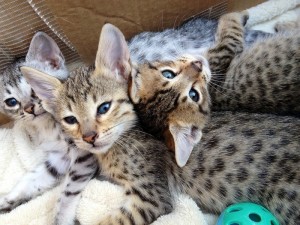 Savannah kittens available