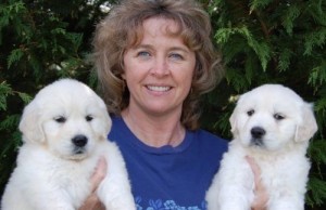 Cute AKC Golden Retriever Puppies For Re-homing Now Available