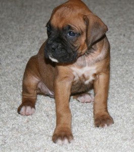 chunky and charming boxer puppies for good homes