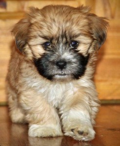 X-Mas Charming SHIH TZU puppies ready for free adoption!!!