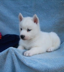 Handsome Pure White Siberian Husky Puppy For X-Mass.