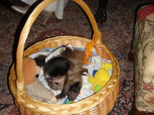 Male and Female capuchin baby monkeys