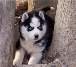 beautiful Siberian husky puppies for a new family.!