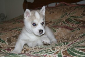 Excellent Beautiful Male And Female Siberian Husky Puppies For Adoption