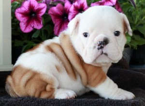 Stunning English Bulldog Puppies Ava