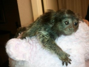 Male and Female Babies Marmoset Monkeys LEFT!! For Adoption