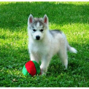 Adorable Siberian husky this Xmas and new year