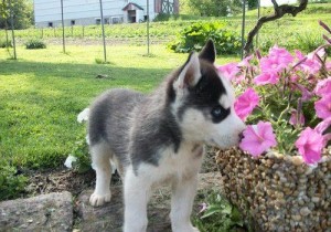 Adorable Siberian husky this Xmas and new year