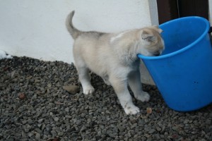 Adorable siberian husky this xmas and new year