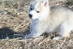 Adorable Siberian husky this Xmas and new year