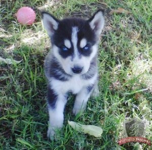 Adorable Siberian husky this Xmas and new year