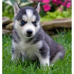 Adorable siberian husky this xmas and new year