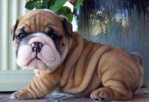 Stunning exquisite bulldog puppies for sale