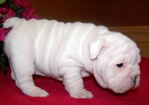 Excellent temperament  english bulldog puppies for sale