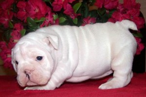 bulldog pups born today so going at 8 weeks.