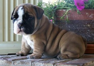 gorgeous  bulldog pups born today so going at 8 weeks.