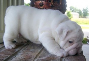 cute babies  english bulldog pups