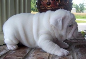 english bulldog pups looking for a new home
